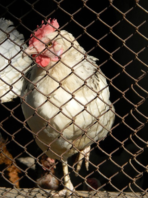 战术体系都 战术体系都